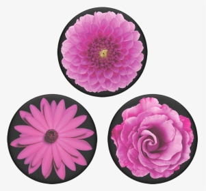 Transparent Plant Top View Png - Dahlia, Png Download, Free Download