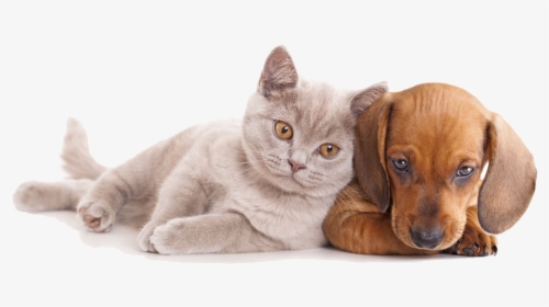 And Horse Sitting Pet Dog Together Cat Clipart - Dog And Cat Hd, HD Png Download, Free Download