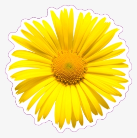Yellow Daisy Top View Sticker Blume Transparenter Hintergrund - Daisy Top View Png, Png Download, Free Download