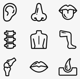 Human Body Outline - Parts Of The Body Icon, HD Png Download, Free Download