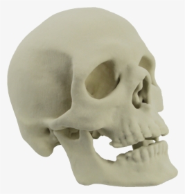 Skull 3d Printing Skeleton Bone - 3d Skull Png, Transparent Png, Free Download