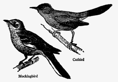 Black And White Mockingbird, HD Png Download, Free Download