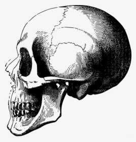 Bone, Game Asset Call, Head, Skeleton, Skull - Skeleton Drawing Head, HD Png Download, Free Download