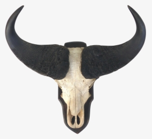 Water Buffalo Skull With - Cow Horns Png, Transparent Png, Free Download