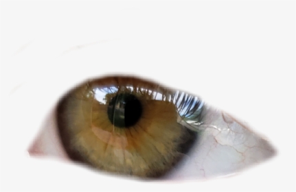 #eye #eyeball #greeneye #hazeleyes - Macro Photography, HD Png Download, Free Download