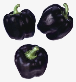 Purple Peppers , Png Download - My Pepper Plants Turning Black, Transparent Png, Free Download