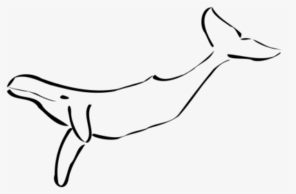 Line Art,marine Mammal,tail,bottlenose Dolphin,california - Black And White Whale Clipart, HD Png Download, Free Download