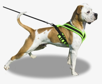 Dog On Leash Png , Png Download - Dog With Leash Png, Transparent Png, Free Download