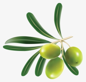 Green Olives Png - Olive Png, Transparent Png, Free Download