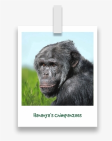 Hananyas-chimpanzees - Mountain Gorilla, HD Png Download, Free Download