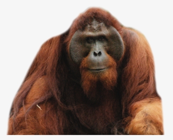 Orangutan - Orangutan Png, Transparent Png, Free Download