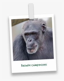 Butchs-chimpanzees - Common Chimpanzee, HD Png Download, Free Download