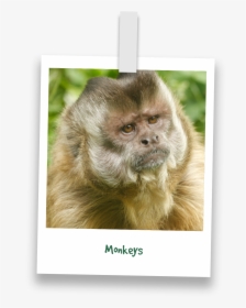 Monkeys-prosimians - Tufted Capuchin, HD Png Download, Free Download