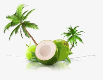 Thenarasu Tender Coconut - Transparent Coconut Juice Png, Png Download, Free Download