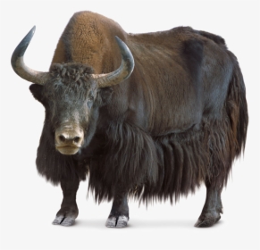Family,terrestrial Figure - Yak Png, Transparent Png, Free Download