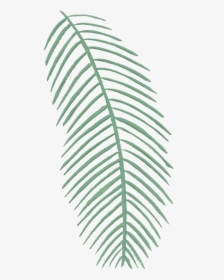 Creative Coconut Leaf Design Decoration Vector - Coconut Leaf Vector Png, Transparent Png, Free Download