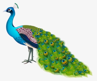 Peacock Feather PNG Images, Free Transparent Peacock Feather Download -  KindPNG