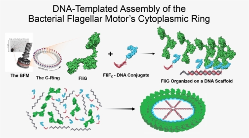 Dna-templated Assembly 0, HD Png Download, Free Download