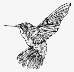 - Hummingbird Art Nouveau Bird , Png Download - Art Nouveau Bird Png, Transparent Png, Free Download