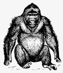 Ape Black And White, HD Png Download, Free Download