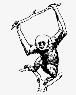 Ape - Gibbon Black And White, HD Png Download, Free Download