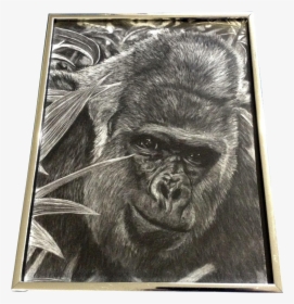 Gorilla Ape Realist Pencil Animal Drawing Works On - Mountain Gorilla, HD Png Download, Free Download