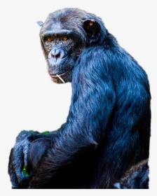 Chimpanzee Png Image - Portable Network Graphics, Transparent Png, Free Download