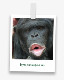 Common Chimpanzee, HD Png Download, Free Download