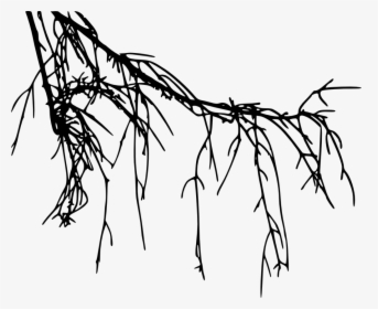 Png File Size - Tree Roots Png, Transparent Png, Free Download
