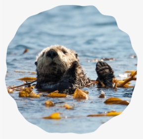 Artboard 35 - Sea Otter, HD Png Download, Free Download