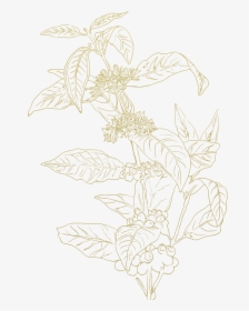 Coffee Plants Sketch Png, Transparent Png, Free Download