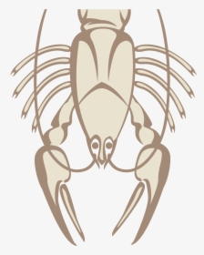 Beer Lobster Seafood Illustration - Circuito Apollonius, HD Png Download, Free Download
