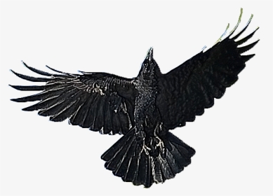 American Crow Bird Clip Art - American Crow, HD Png Download, Free Download