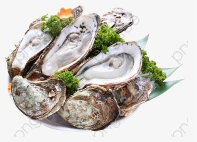 Oysters, Sashimi Png Transparent Image And Clipart - Устрица Png, Png Download, Free Download