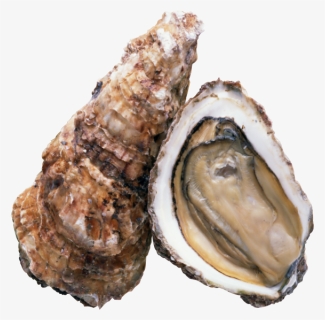 Transparent Oysters Png - 高清 牡蠣, Png Download, Free Download