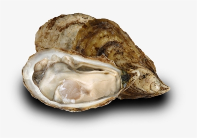 Oyster-image - Tiostrea Chilensis, HD Png Download, Free Download