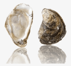 Barcat Oysters, HD Png Download, Free Download