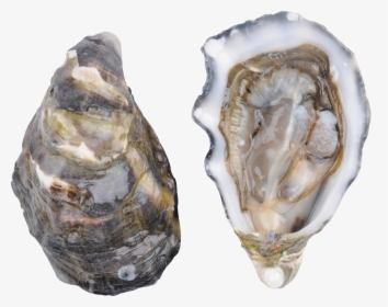 Oysters Transparent Background, HD Png Download, Free Download