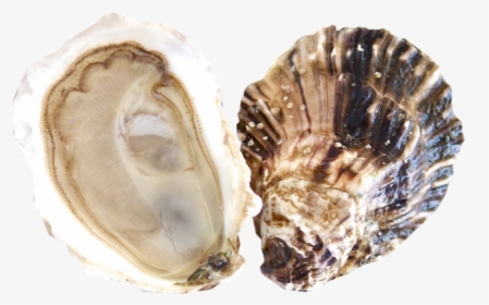 Clip Art Oysters Images - Fishers Island Oysters, HD Png Download, Free Download
