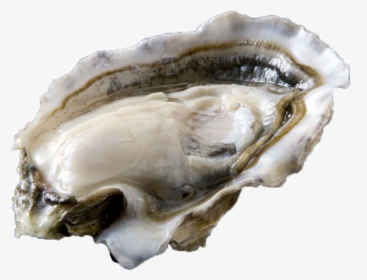 Oester - Tiostrea Chilensis, HD Png Download, Free Download