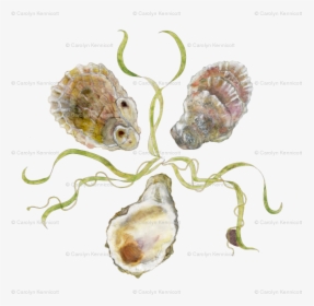 Transparent Oysters Png - Tiostrea Chilensis, Png Download, Free Download