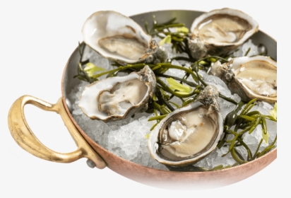 Oysters - Tiostrea Chilensis, HD Png Download, Free Download