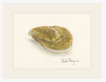 Atlantic Oyster - Shell, HD Png Download, Free Download