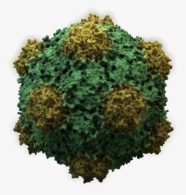 Cowpeamosaicvirus3d - Do Viruses Survive Outside The Host, HD Png Download, Free Download