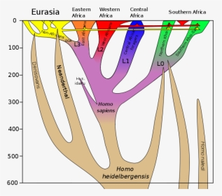 Dreadlock Vector Baba Indian - Homo Sapiens Lineage, HD Png Download, Free Download