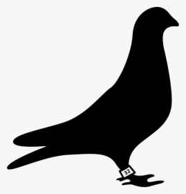 Dove Races - Racing Pigeon Silhouette, HD Png Download, Free Download