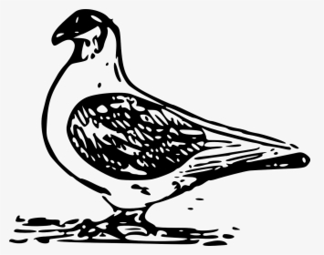 Free Vector Pigeon - صور حيوانات كارتون حمامه, HD Png Download, Free Download
