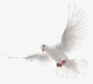 Pigeon Png Free Download - Eid Mubarak Editing Background, Transparent Png, Free Download