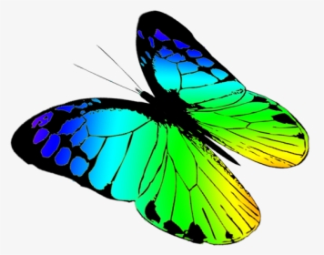 Free Butterflies Drawing - Brush-footed Butterfly, HD Png Download, Free Download