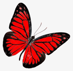 Butterfly Images Without Background, HD Png Download, Free Download